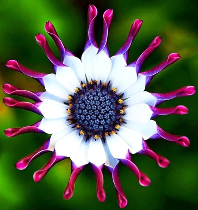 150+ Seed African Rare Daisy Seeds for Planting Outdoor-Non-GMO Heirloom Gerber Daisy Perennial Garden Flower Seeds