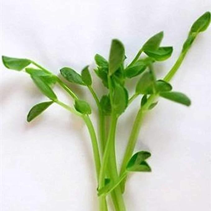 Dun Pea Sprouting Seeds - 5 Lbs - Dried Dun Peas - Edible Seeds, Gardening, Hydroponics, Growing Salad Sprouts & Microgreens, Planting, Food Storage, Soup & More