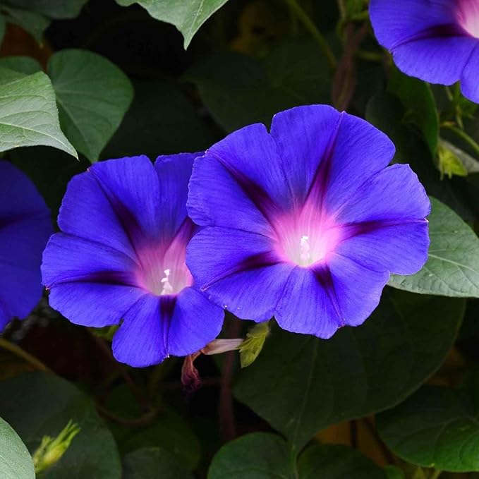 Eden Brothers Morning Glory Seeds - Grandpa OTT, Non-GMO Seeds for Planting, 1/4 lb | Low-Maintenance Flower Seeds, Plant During Spring, Zones 1, 2, 3, 4, 5, 6, 7, 8, 9, 10