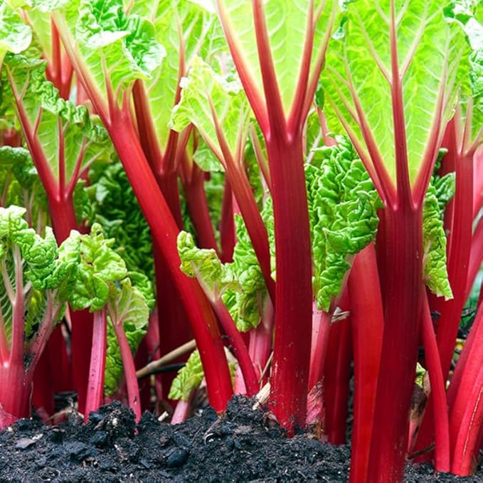 Large Victoria Rhubarb Crown, 15-20" Tall Live Rhubarb Root for Planting, Hardy Perennial Vegetable Rootstock for Outdoor Gardens