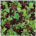 Park Seed Lettuce Salad Mix Edible Plant Seeds – Micro Mini Greens Mix of Red and Green Lettuce, Fast-Growing Nutrient-Packed Indoor or Container Crop, Perfect for Topping Dishes, Pack of 200