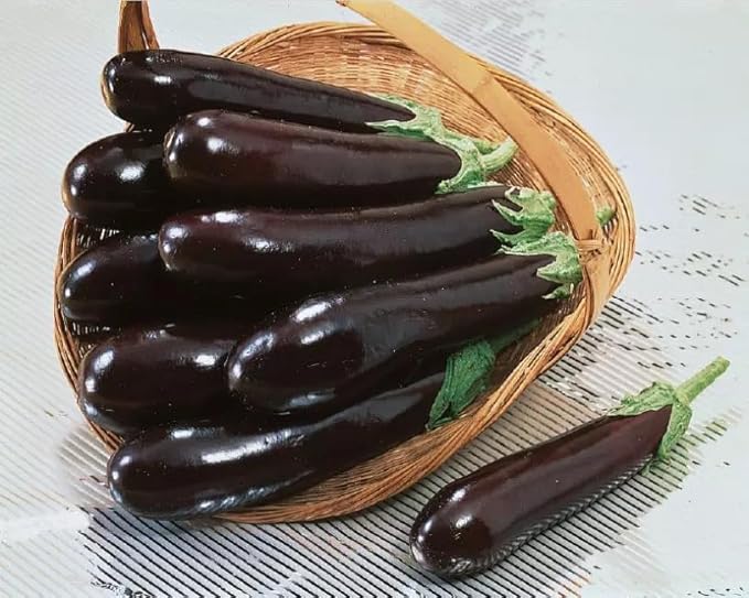 Eggplant Long Pop Seeds – Solanum Melongena | High-Yield Asian Eggplant Variety | Tender & Flavorful