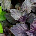 Red Rubin Basil Seeds - 100 Count Seed Pack - Non-GMO- A Beautiful Reddish-Purple herb with a Delightful Aroma. - Country Creek LLC