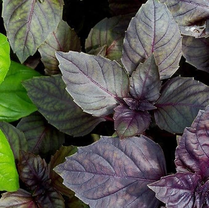 Red Rubin Basil Seeds - 100 Count Seed Pack - Non-GMO- A Beautiful Reddish-Purple herb with a Delightful Aroma. - Country Creek LLC