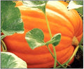 Pumpkin Seeds for Planting (10 Seeds) - Exotic and Hard to Find Pumpkin, Squash and Gourd Seeds - Vegetable Garden Seeds (Big Max)