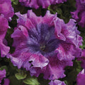 Park Seed Superbissima Dark Purple Petunia Seeds, Grandiflora Type with 6-Inch Ruffled Blooms, Tetraploid Strength, Pollinator Friendly, Bold Color for Borders and Containers, Pack of 10