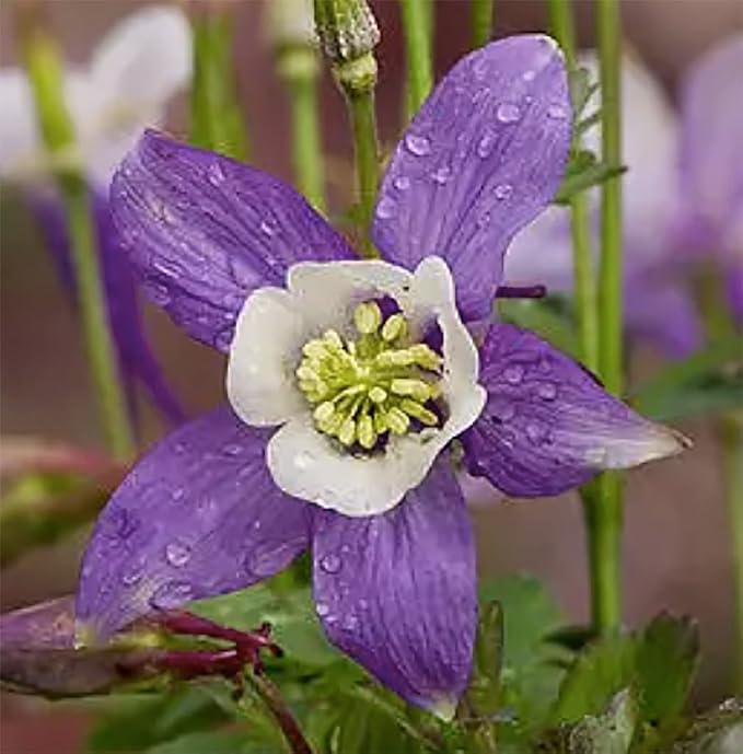 2800 Blue Dream Columbine Seeds - A Favorite Perennial Wildflower and State Flower of Colorado