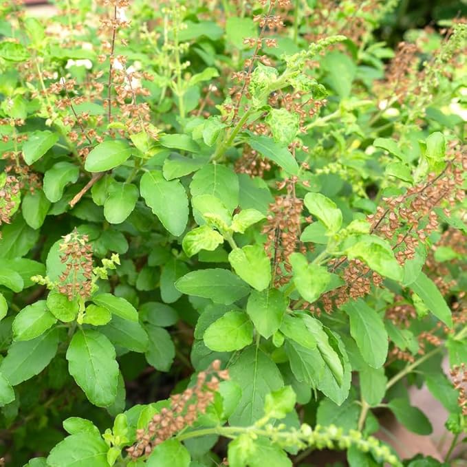 2 Pots Tulsi Holy Basil Live Plants, 4 Inch Pot, 6 to 8 Inc Heirloom Basil Herb Live Plants, Herb Potted Perennial Seedlings