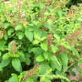 2 Pots Tulsi Holy Basil Live Plants, 4 Inch Pot, 6 to 8 Inc Heirloom Basil Herb Live Plants, Herb Potted Perennial Seedlings