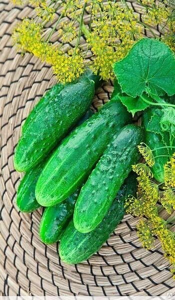 10+ Seeds Cucumber Firm Secret F1 Hybrid - Vegetable Self-Pollinated