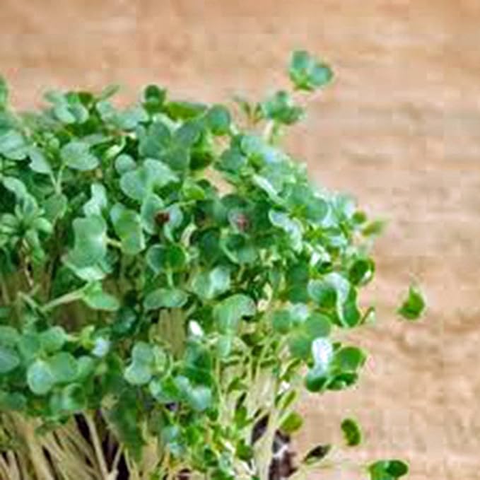 Curled Cress Seed, Sprouts, Heirloom, 500 Seeds, Broadleaf, Micro Greens