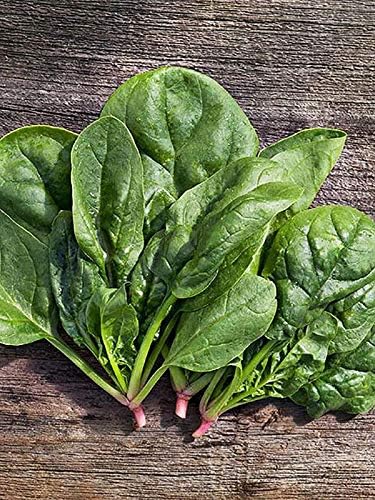 Seeds Four Seasons Viroflay Spinach 35 Days Year-Round Non GMO Vegetable for Planting