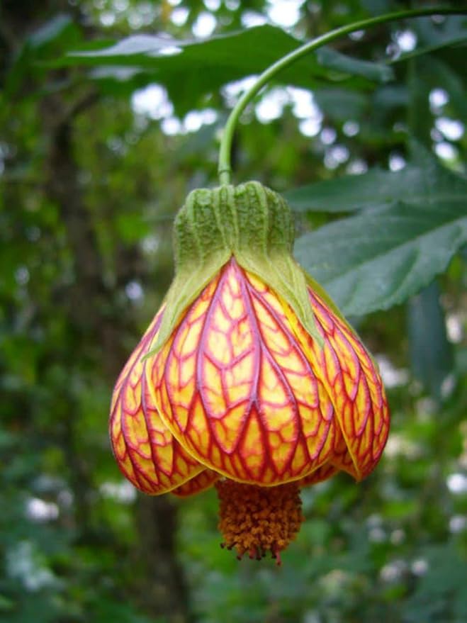Live Abutilon Flowering Maple Chinese Lantern Starter Plants 3-5” Tall