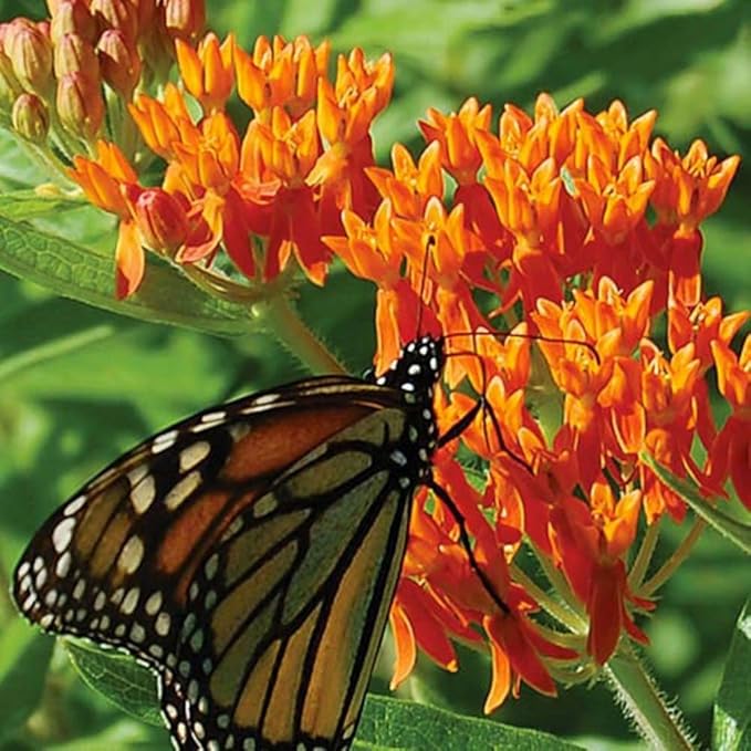 Orange Butterfly Milkweed Flower Seeds (Asclepias Tuberosa), Pack of 100 Seeds by Seeds2Go