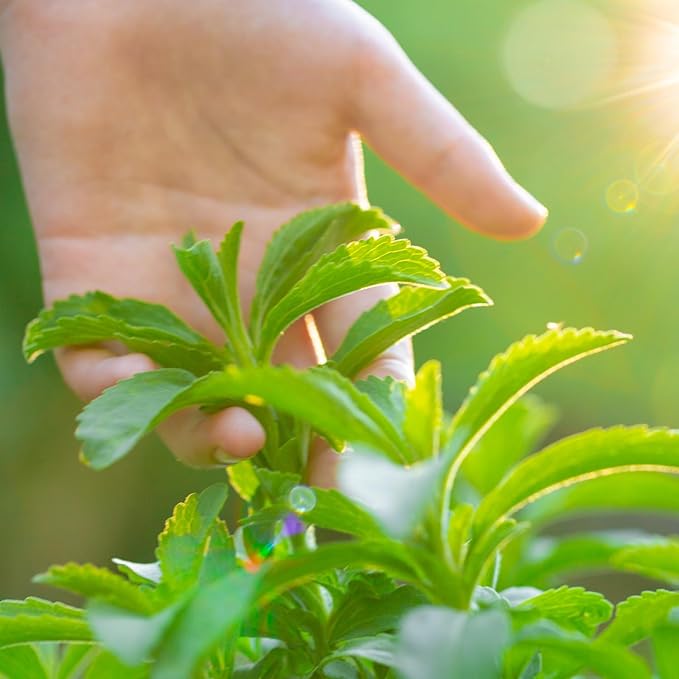2 Stevia Plants Live, 5-9 Inch Tall, Stevia Seedlings for Planting Indoor Outdoor, Stevia Mint Herb