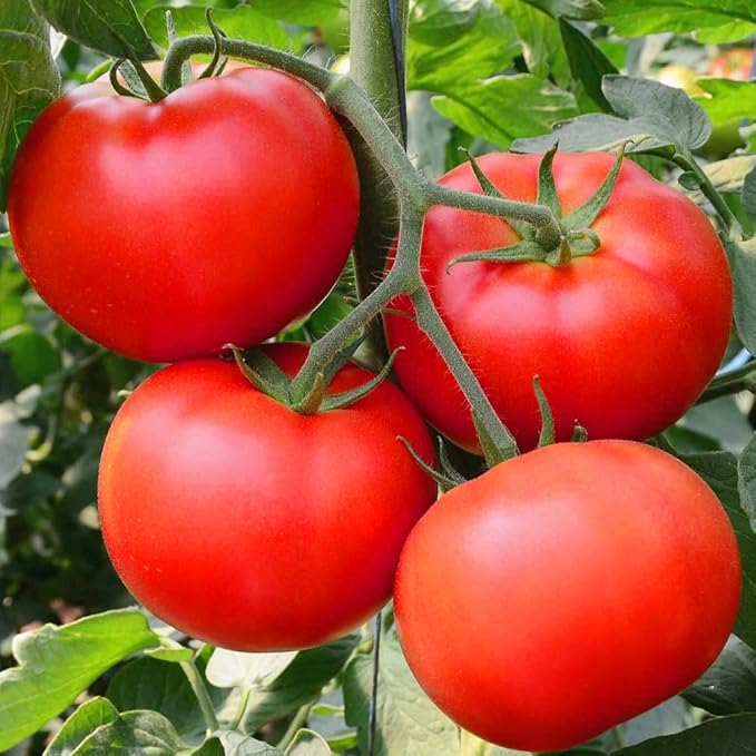 Premium Big Tomato Seeds – 300 Heirloom Non-GMO Seeds for Planting - Juicy, Large Red Tomatoes - Ideal for Home Garden, Outdoor, Patio, Containers, Vegetables, Fresh Tomato Gardening