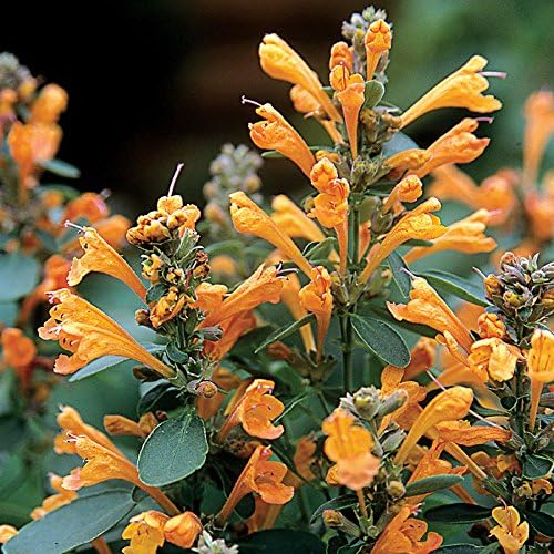 Park Seeds Mint Seeds, Varies of Fragrant Herb and Ornamental Garden Staple, Sandstone Hummingbird, Pack of 25