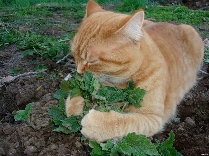 Seeds4planting - Seeds Catmint (Catnip Catwort Catswort) Perennial Herbs Non GMO