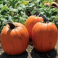 Park Seed Large Marge Hybrid Pumpkin Seeds – Non-GMO, Giant Deep Orange Pumpkins with Blocky Ribbed Shape & Strong Handles, High-Yield Variety for Fall Displays, Pack of 10
