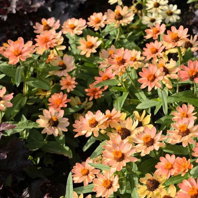 Eden Brothers Zinnia Seeds - Profusion Apricot, Non-GMO Seeds for Planting, Packet | Low-Maintenance Flower Seeds, Plant During Spring, Zones 2, 3, 4, 5, 6, 7, 8, 9, 10