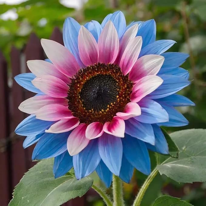 100+ Rare Sunflower Seeds for Planting Outdoor-Exotic Sunflower Seeds-Sun Flower Seed Non-GMO Heirloom Blooms in Home Garden