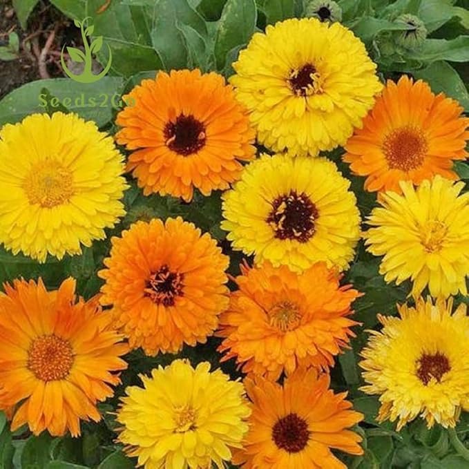 Calendula Flower Seeds, Pacific Beauty Mix, Pack of 2,000 Seeds by Seeds2Go