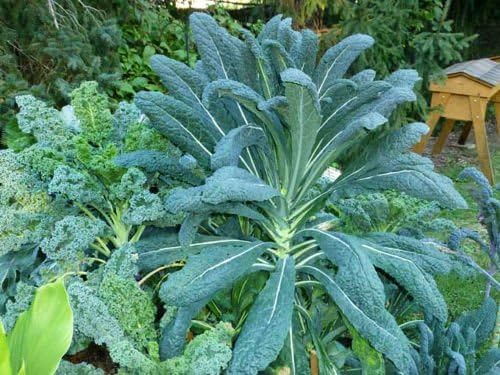 Kale Lacinato (AKA Dinosaur or Tuscan) Great Heirloom Vegetable 30,000 Seeds