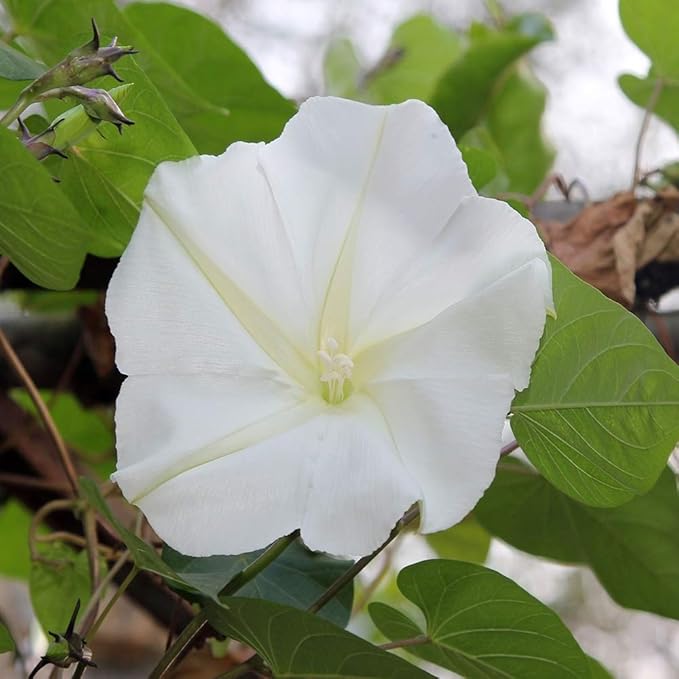 Outsidepride Ipomoea Alba Moonflower Seeds – 1 lb. Annual, Vining Flower Seeds for Planting, Fragrant Night-Blooming Climbers for Trellises, Moon Gardens, Night Pollinators & Outdoor Landscapes