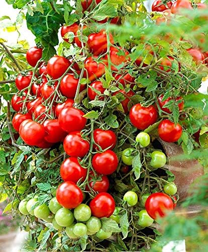 Seeds Tomato Cherry Sugar Lump Gardener's Delight Indeterminate Red Long Vegetable Heirloom Non GMO for Planting