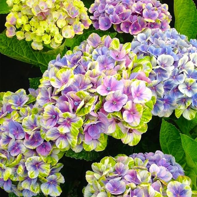 150+ Mixed Hydrangea Seeds for Planting - Perennial Shrub Flower Seeds, Essential for Garden Decor, Wedding Setups & Outdoor Landscapes
