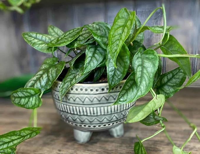 GARDENERA Monstera Siltepecana Matuda Potting Soil - Promotes Optimal Drainage and Aeration for Vibrant Foliage - 3 Quart