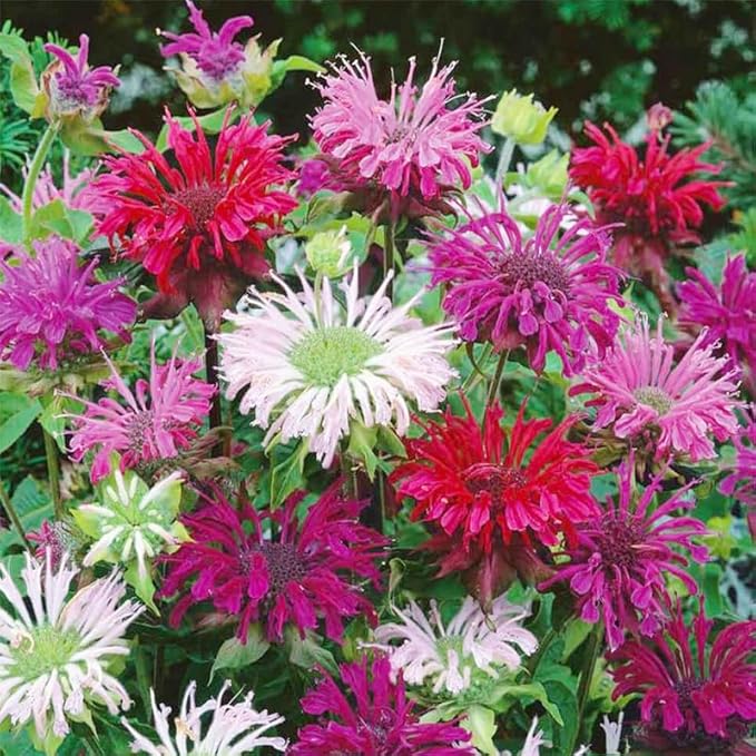 1100+ Perennial Mix Bee Balm Flower Seeds for Planting-Non-GMO Heirloom Plant Seeds Garden Outdoor