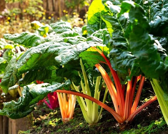100 + Pcs Seeds Swiss Chard Collection for Planting - Individual Packets of Red Ruby Swiss Chard & Perpetual Spinach Swiss Chard - Non-GMO Heirloom (Red Ruby Swiss Chard)