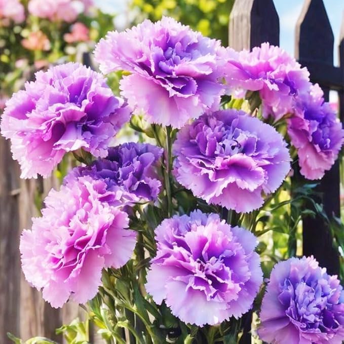 5000 Mixed Carnation Seeds for Planting - Clove Carnation Seed - Mixed Perennial Flowers, Non-GMO Open Pollinated, Dual Use for Gardens & Balconies