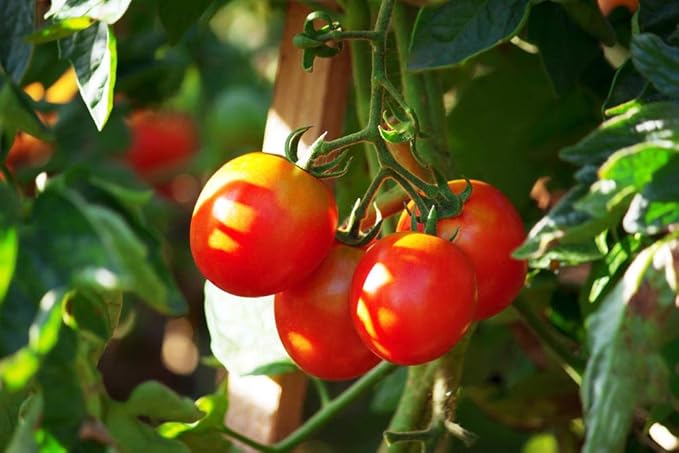 300 Cherry Tomato Seeds, Non-GMO Heirloom Vegetable for Home Garden, Indoor Outdoor Planting, Sweet Red Tomatoes, Semillas de Tomate para Sembrar