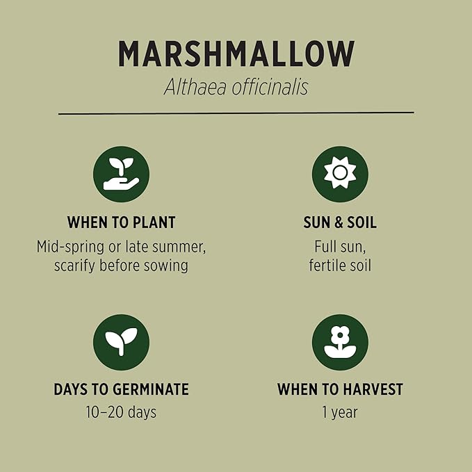 Banyan Botanicals Organic Marshmallow Seeds – Althaea officinalis – Grow Marshmallow Root for Your Home Apothecary or for Marshmallow Root Tea – 50 Count – Open Pollinated Non-GMO Easy-to-Grow