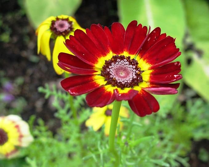 Seeds Multicolor Painted Daisy 100+ Seeds for Planting Chrysanthemum Rainbow Mix Annual