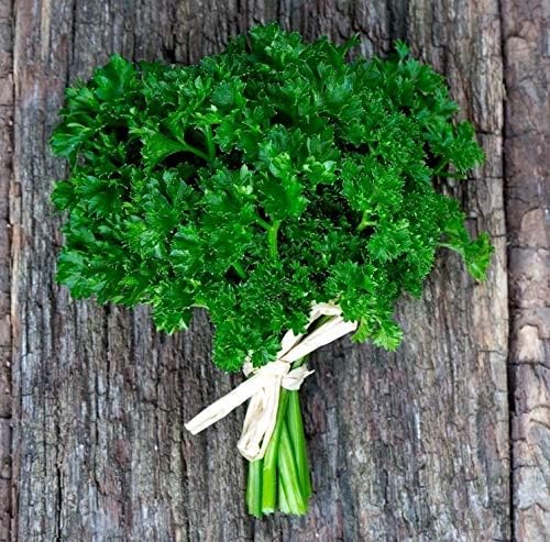 NIKA SEEDS - Seeds Herb Curly-Leaf Parsley Paramount Green - 2000 Seeds