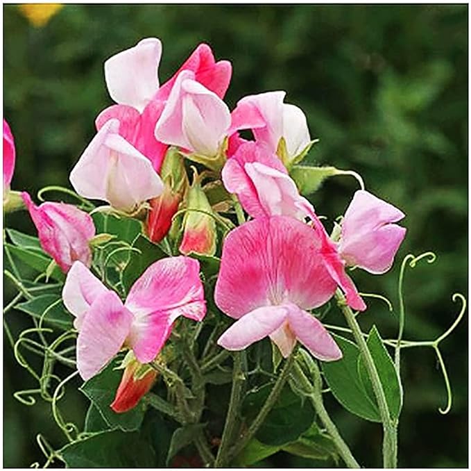 Sweet Pea Mixed Seeds - Approximately 65 Seeds
