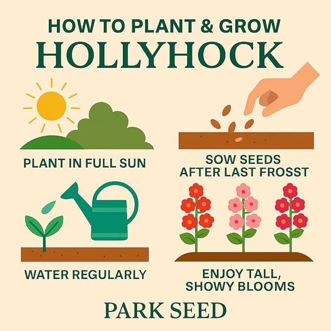 Park Seed Jet Black Hollyhock Flower Seeds – Striking Dark Blooms, Pollinator-Friendly, Edible Petals, Tall Garden Border Plant, Easy to Grow, Hardy Annual or Perennial, Pack of 50