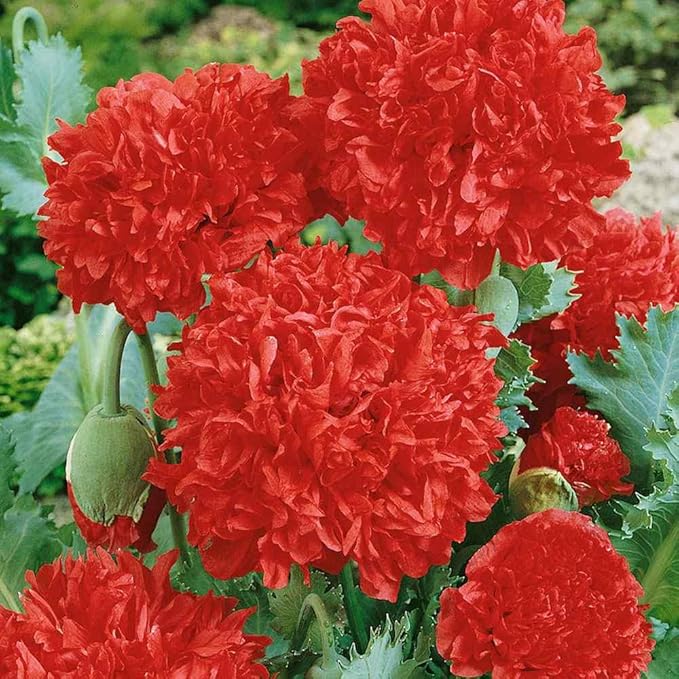 Outsidepride Peony Poppy Seeds for Planting - 10,000 Pcs Annual, Drought-Tolerant & Easy to Grow Wildflower Seeds with Vibrant Red Blooms for Landscaping, & Pollinator Garden