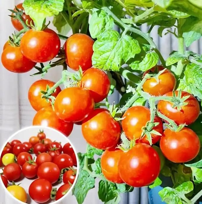 100PCS Yellow & Red Dwarf Cherry Tomato Seeds for Planting Indoor Outdoor Sweet Vegetable Seeds Heirloom