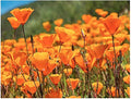 4000 California Poppy Seeds - State Flower, Golden Orange Poppy, Re-Seeds