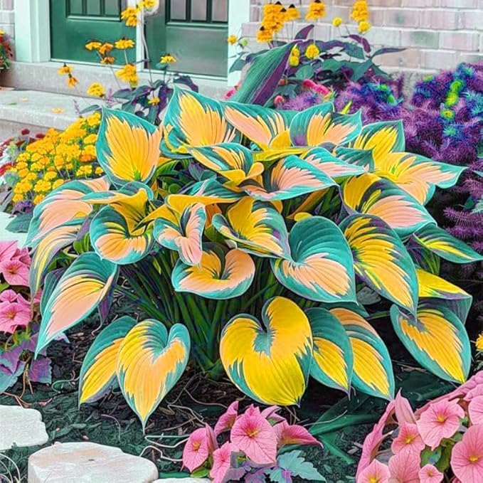 300PCS Hosta Seeds for Planting – Shade-Loving Perennial Foliage Plant – Ideal for Shady Gardens, Borders & Ground Cover Landscaping