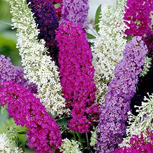 NIKA SEEDS - Seeds Flowers Butterfly Bush Mix Annual - 1000 Seeds