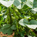 40 Midori Giant Japanese Edamame Seeds | Non GMO Planting Soy Bean Korean Chinese Soybean Asian Vegetable Seed