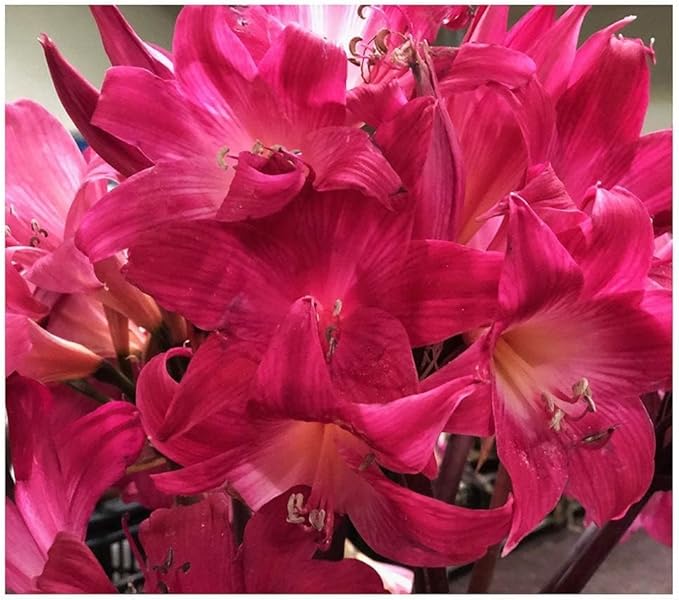 Amaryllis Belladonna - Naked Ladies - 1 Pink Bulb - Stunning Pink Blooms for Outdoor Gardens - Easy-to-Grow Perennial Flowering Plant