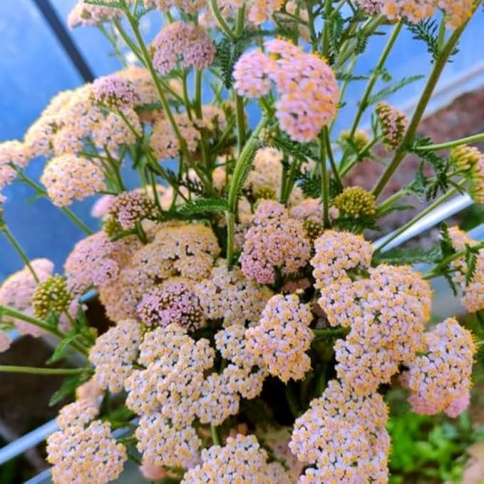 1500 Pcs Yarrow Seeds Perennial - Drought Tolerant Hardy Flower Seeds, Long Blooming Period, Perfect for Garden Borders & Pollinator Gardens