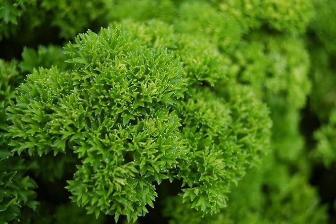 NIKA SEEDS - Seeds Herb Curly-Leaf Parsley Paramount Green - 2000 Seeds