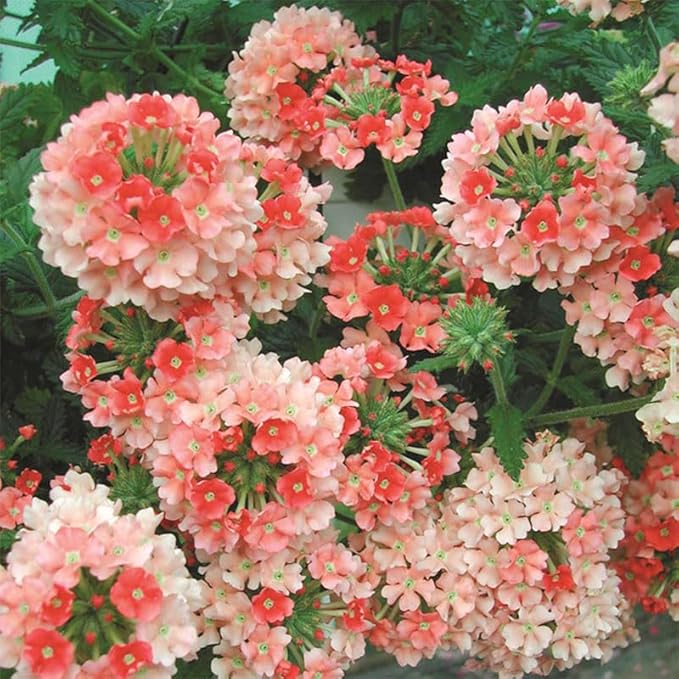 10000+ Seeds Perennial Verbena Flower Seeds for Planting-Fragrant,Attracts Bees and Butterflies